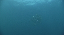 SARDINES, DAUPHINS, FOUS
