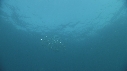 SARDINES, DAUPHINS, FOUS