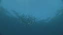 SARDINES