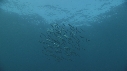 SARDINES