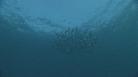 SARDINES, DAUPHINS, FOUS