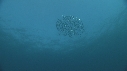 SARDINES, DAUPHINS, FOUS