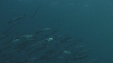 SARDINES