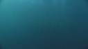 SARDINES, DAUPHINS