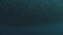 SARDINES, DAUPHINS, FOUS, PLONGEUR