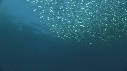 SARDINES
