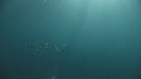 SARDINES, DAUPHINS