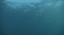 SARDINES