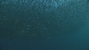 SARDINES, DAUPHINS, BAIT BALL