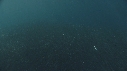 SARDINES, DAUPHINS, BAIT BALL