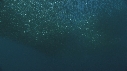SARDINES, DAUPHINS, BAIT BALL