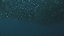SARDINES, DAUPHINS, BAIT BALL