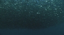 SARDINES, DAUPHINS, BAIT BALL