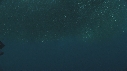 SARDINES, DAUPHINS, BAIT BALL, PLONGEUR