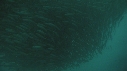 SARDINES, REQUIN, BAIT BALL, FOUS