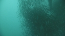 SARDINES, REQUIN, BAIT BALL, FOUS