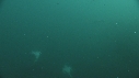 SARDINES, FOUS, BAIT BALL