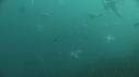 SARDINES, REQUIN, BAIT BALL, FOUS