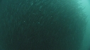 SARDINES, REQUIN, BAIT BALL, FOUS
