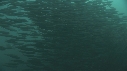 SARDINES, FOUS, BAIT BALL
