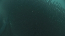 SARDINES, DAUPHINS, BAIT BALL