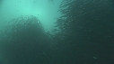 SARDINES, REQUIN, BAIT BALL