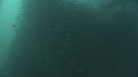 SARDINES, REQUIN, BAIT BALL