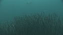 SARDINES, REQUIN, BAIT BALL, DAUPHINS