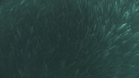 SARDINES, REQUIN, BAIT BALL, DAUPHINS