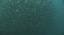 SARDINES, REQUIN, BAIT BALL, FOUS