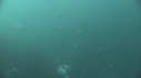 SARDINES, FOUS, BAIT BALL