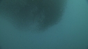 SARDINES, DAUPHINS, BAIT BALL