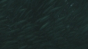 SARDINES, REQUIN, BAIT BALL
