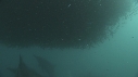 SARDINES, DAUPHINS, BAIT BALL