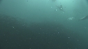 SARDINES, REQUIN, BAIT BALL, FOUS