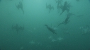 SARDINES, REQUIN, BAIT BALL, FOUS