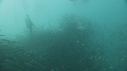 SARDINES, REQUIN, BAIT BALL, FOUS