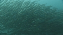 SARDINES, FOUS, BAIT BALL