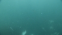 SARDINES, REQUIN, BAIT BALL, FOUS