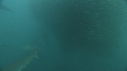 SARDINES, REQUIN, BAIT BALL, FOUS