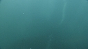SARDINES, REQUIN, BAIT BALL, FOUS
