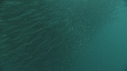 SARDINES, REQUIN, BAIT BALL, DAUPHINS