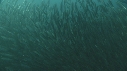 SARDINES, REQUIN, BAIT BALL