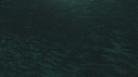 SARDINES, BAIT BALL