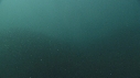 SARDINES, REQUIN, BAIT BALL, DAUPHINS