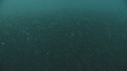 SARDINES, REQUIN, BAIT BALL