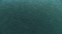 SARDINES, BAIT BALL