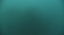 SARDINES, REQUIN, BAIT BALL