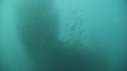 SARDINES, DAUPHINS, REQUIN, BAIT BALL