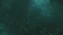 SARDINES, FOUS, BAIT BALL